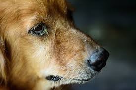 التهاب چشم در سگ ها