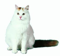 گربه نژاد وان ترکیه