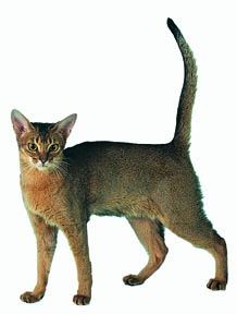 آبیسینیان Abyssinian cat
