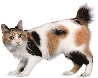 گربه دم کوتاه ژاپنی