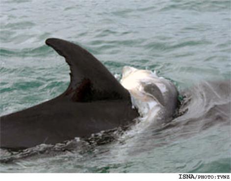 دلفین‌ها تا شش روز جسد عزیزانشان را حمل می‌کنند
