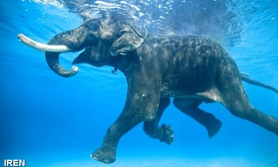  تنها فيل شناگر جهان بازنشسته مي‌شود 