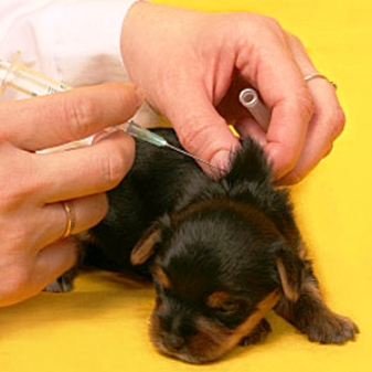 توصیه هایی به منظور انجام واکسیناسیون عادی در سگ 