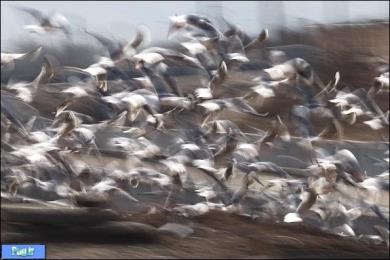 مرغان آتشی به ایران می آیند