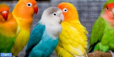 روشهاي تشخيص درگيري پرندگان با مايكوپلاسما سينويا