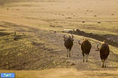 فرار ببر از دست گاومیش عصبانی! 